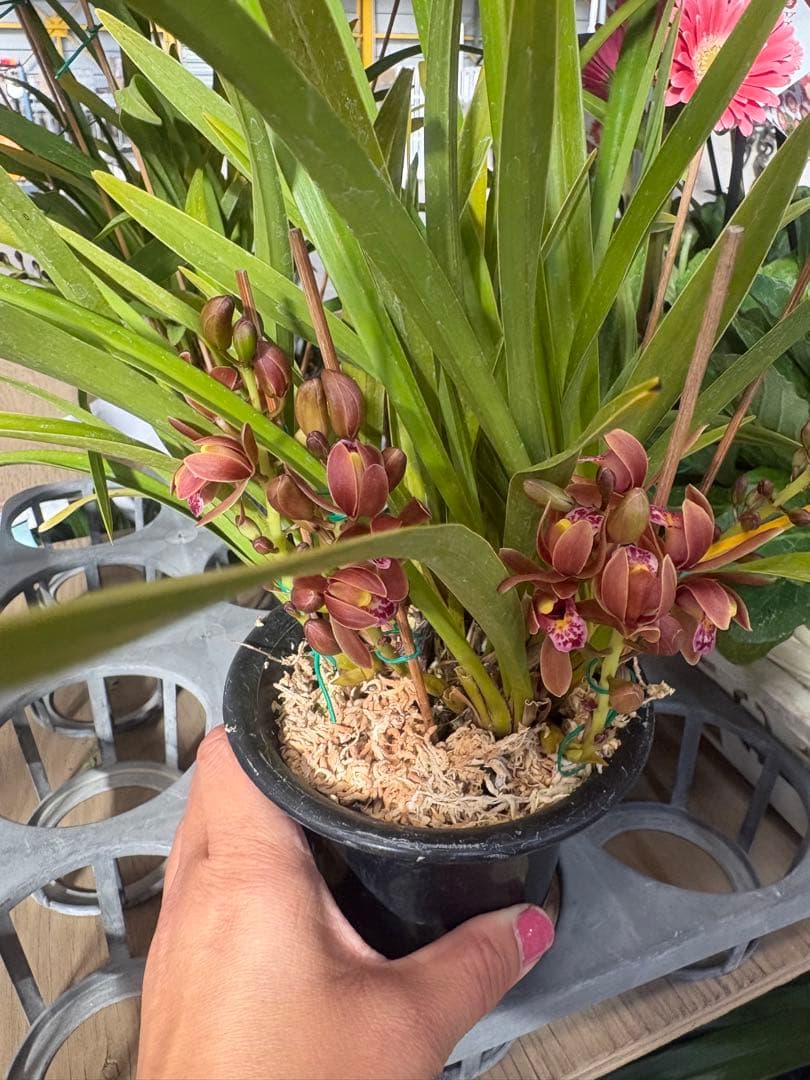 キンリョウヘン　6メ