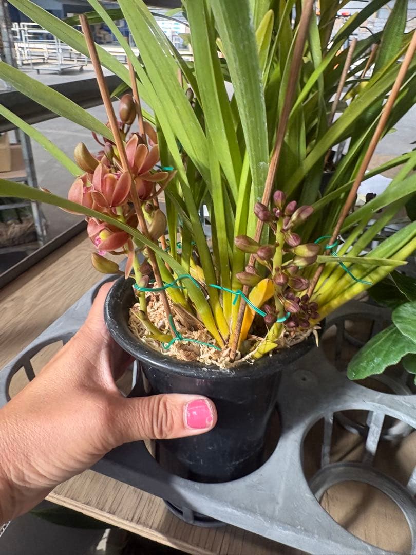 キンリョウヘン　6メ