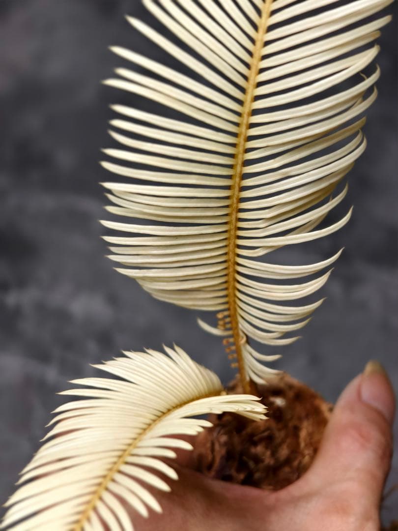 た*ん様 S26 黄金ソテツ 斑入りソテツ 白い蘇鉄 モンステラ 蘇鉄 変異 ソ