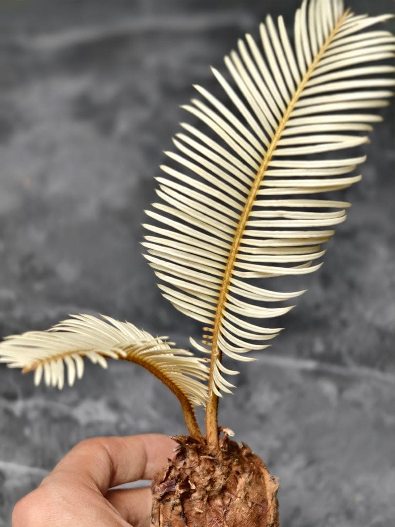 た*ん様 S26 黄金ソテツ 斑入りソテツ 白い蘇鉄 モンステラ 蘇鉄 変異 ソ