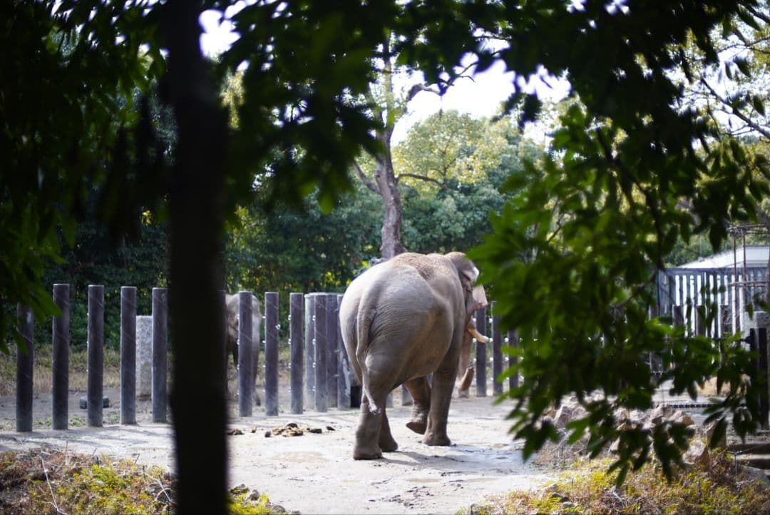 【初期不良保証付き整備済品】NIKON Ai 50mm f1.4