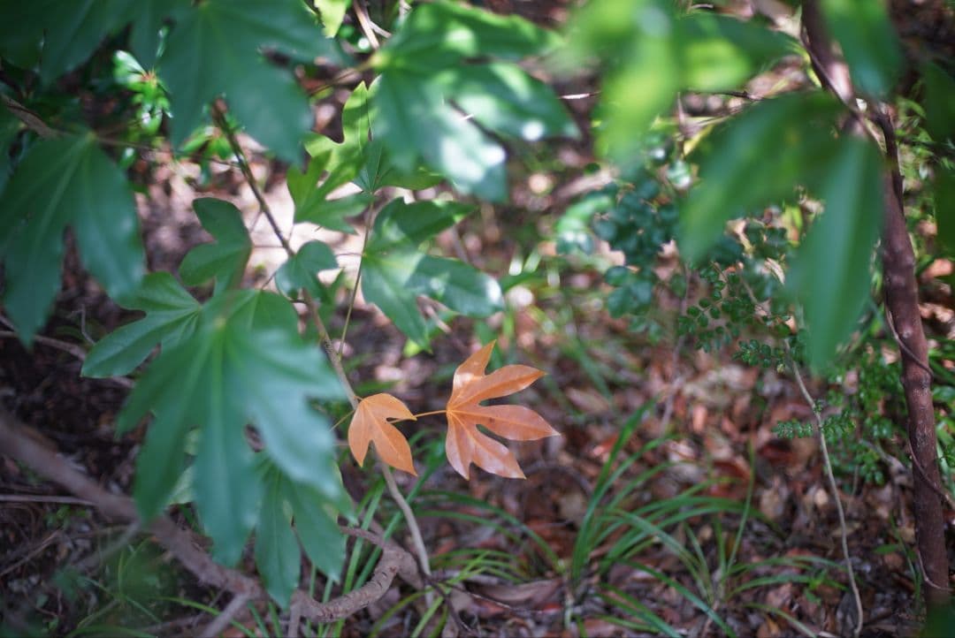 【初期不良保証付き整備済品】NIKON Ai 50mm f1.4