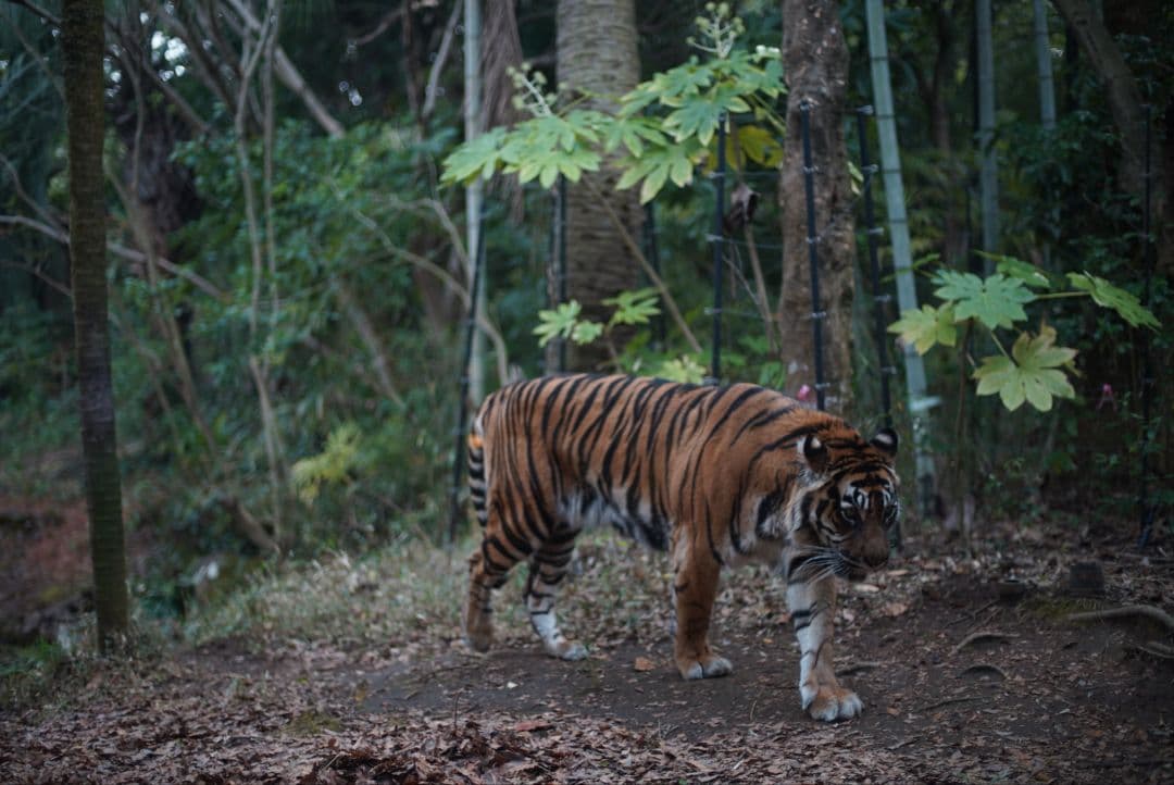 【初期不良保証付き整備済品】NIKON Ai 50mm f1.4