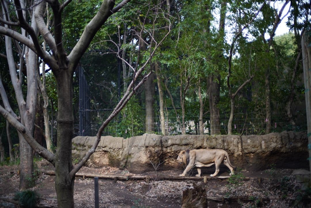 【初期不良保証付き整備済品】NIKON Ai 50mm f1.4