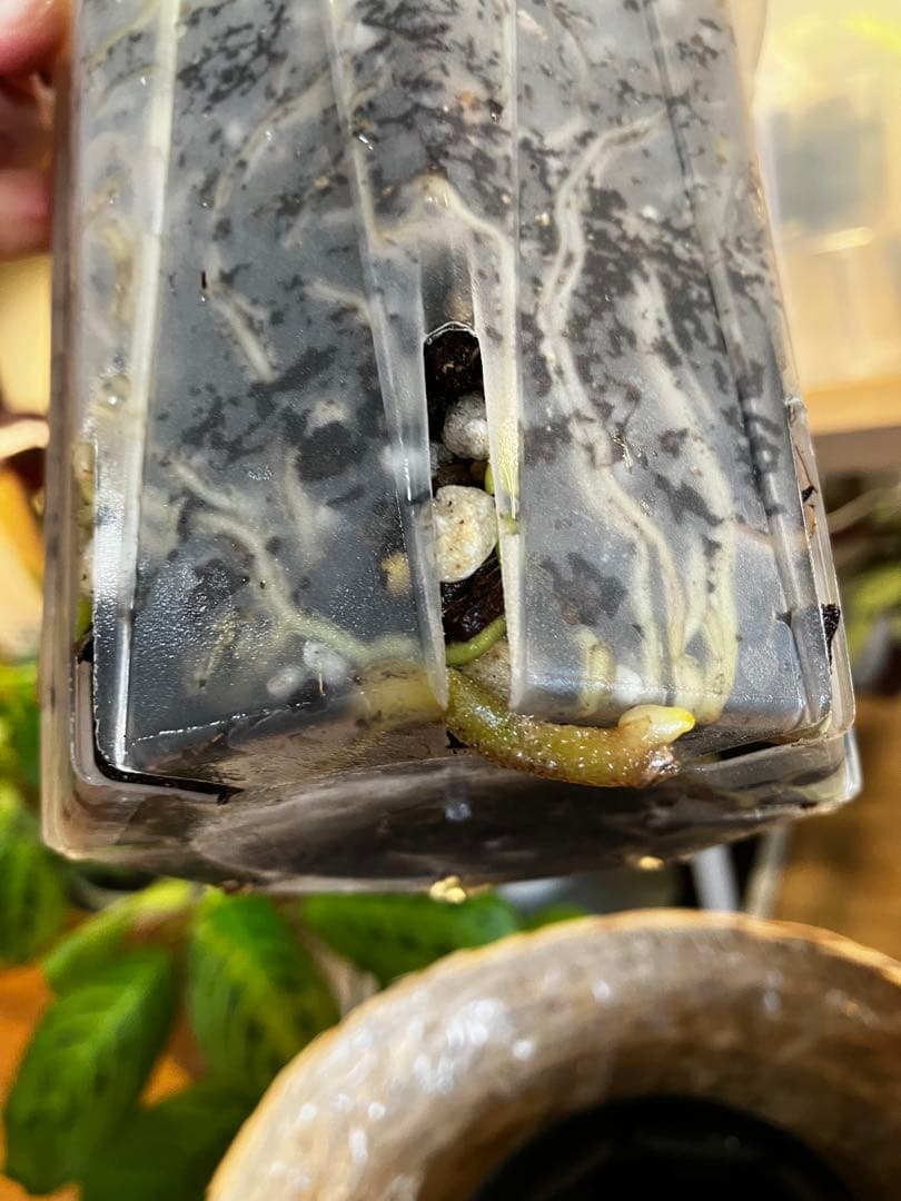 ヤ*マ様 アンスリウム　パピリラミナム　レッド　実生株