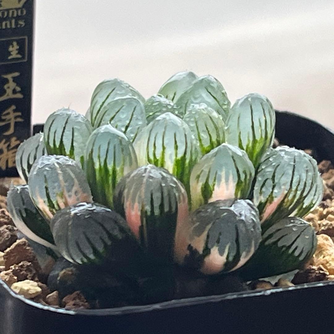 ハオルチア 実生オブツーサ錦(玉手箱×姫玉露錦)