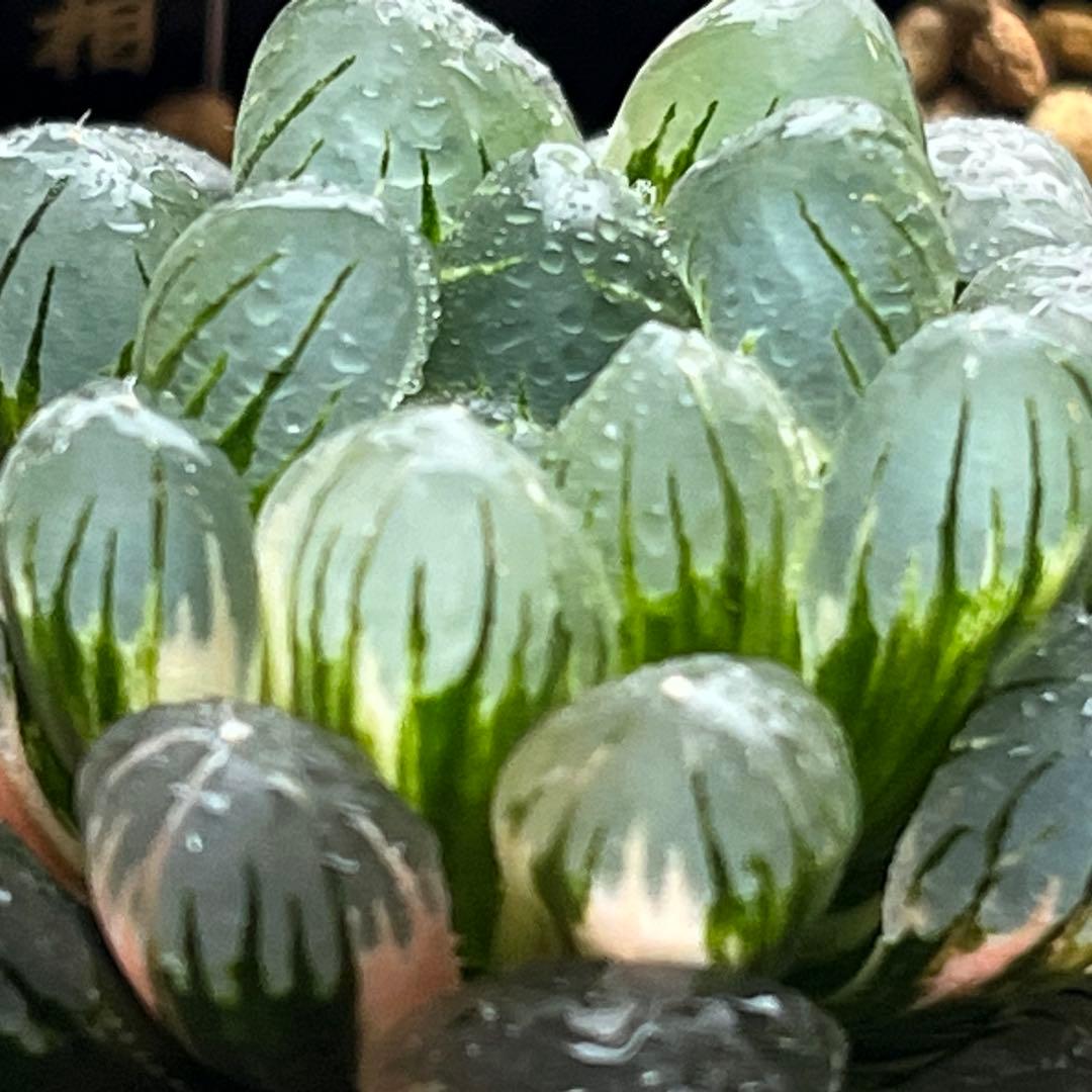 ハオルチア 実生オブツーサ錦(玉手箱×姫玉露錦)