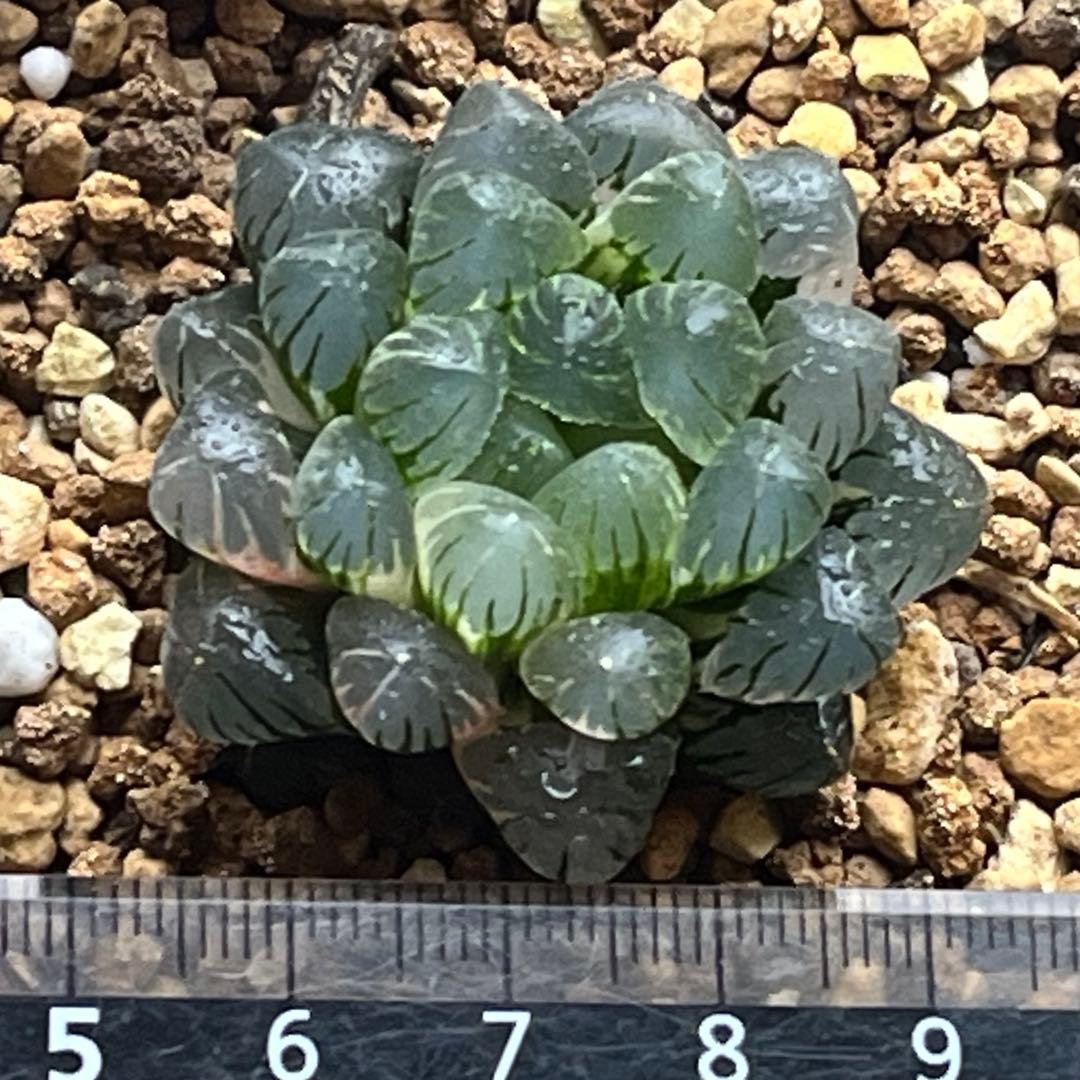 ハオルチア 実生オブツーサ錦(玉手箱×姫玉露錦)
