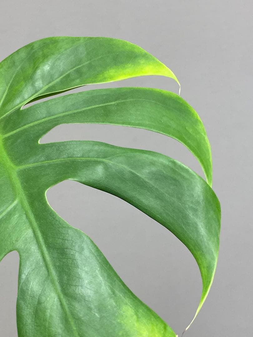 i*.様 【小葉なデリシオーサ‼️】モンステラ　デリシオーサ　ヴィクトリー　希少