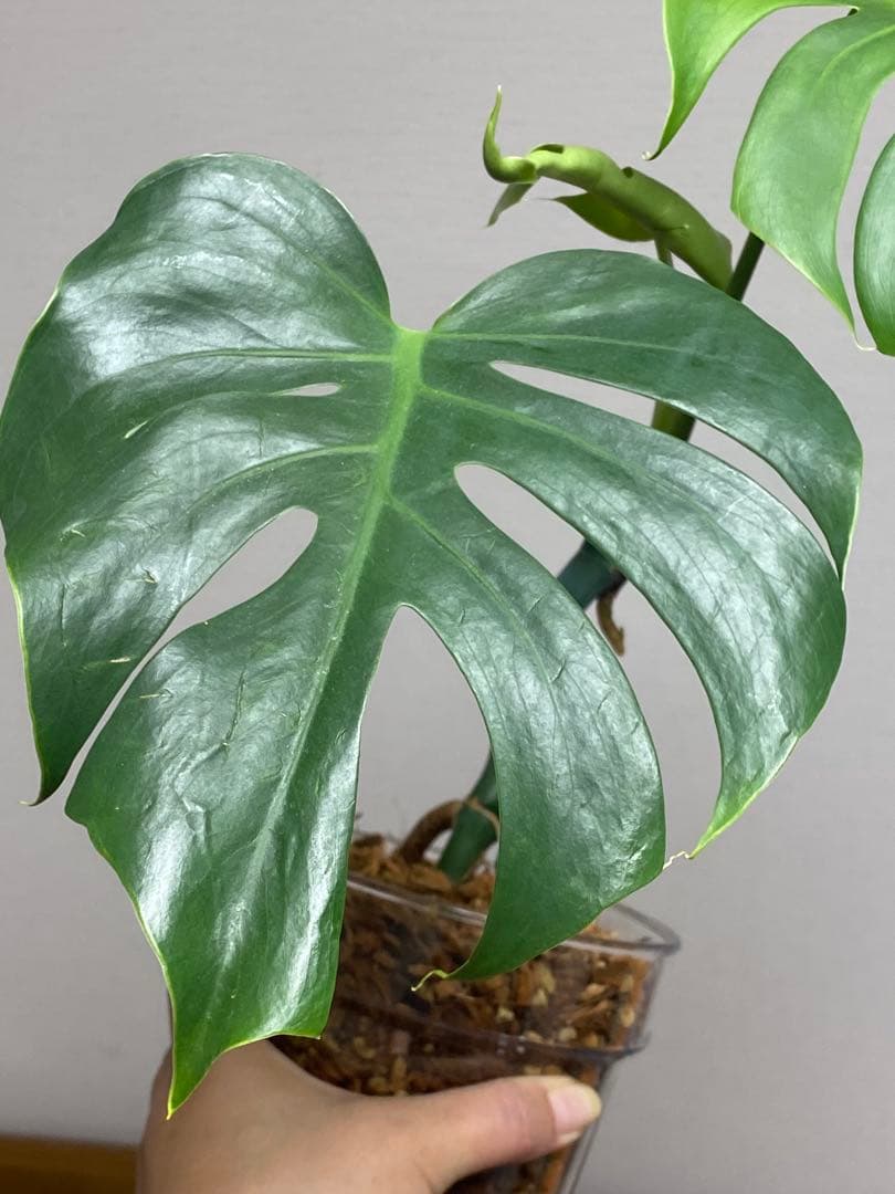 i*.様 【小葉なデリシオーサ‼️】モンステラ　デリシオーサ　ヴィクトリー　希少
