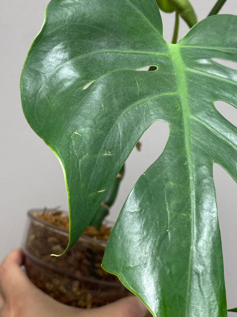 i*.様 【小葉なデリシオーサ‼️】モンステラ　デリシオーサ　ヴィクトリー　希少