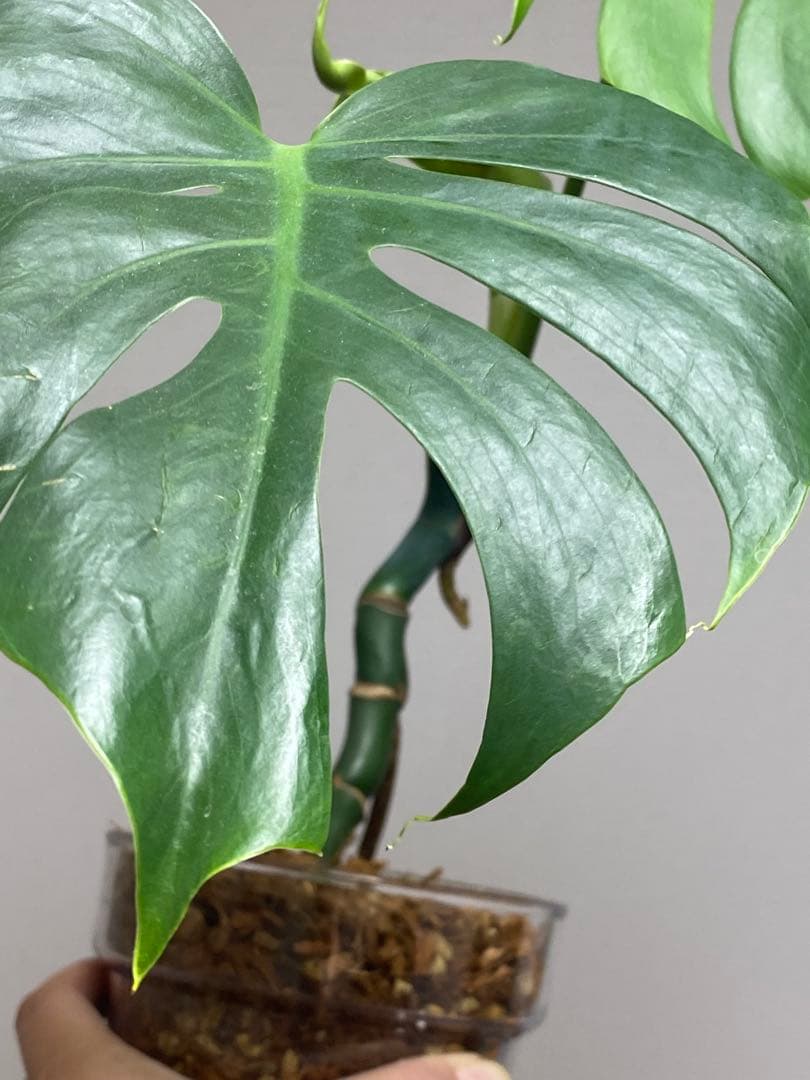 i*.様 【小葉なデリシオーサ‼️】モンステラ　デリシオーサ　ヴィクトリー　希少