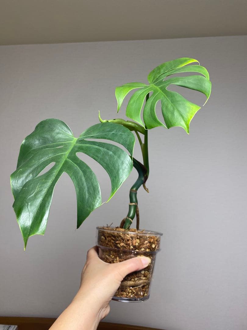 i*.様 【小葉なデリシオーサ‼️】モンステラ　デリシオーサ　ヴィクトリー　希少