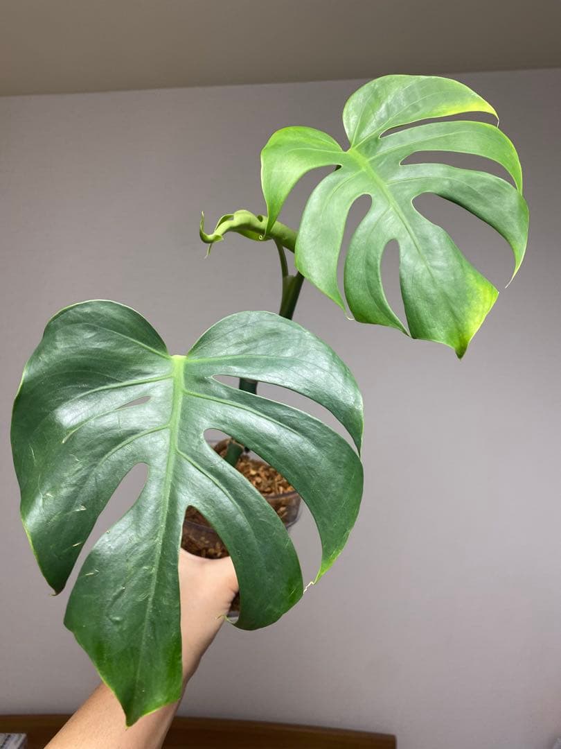 i*.様 【小葉なデリシオーサ‼️】モンステラ　デリシオーサ　ヴィクトリー　希少