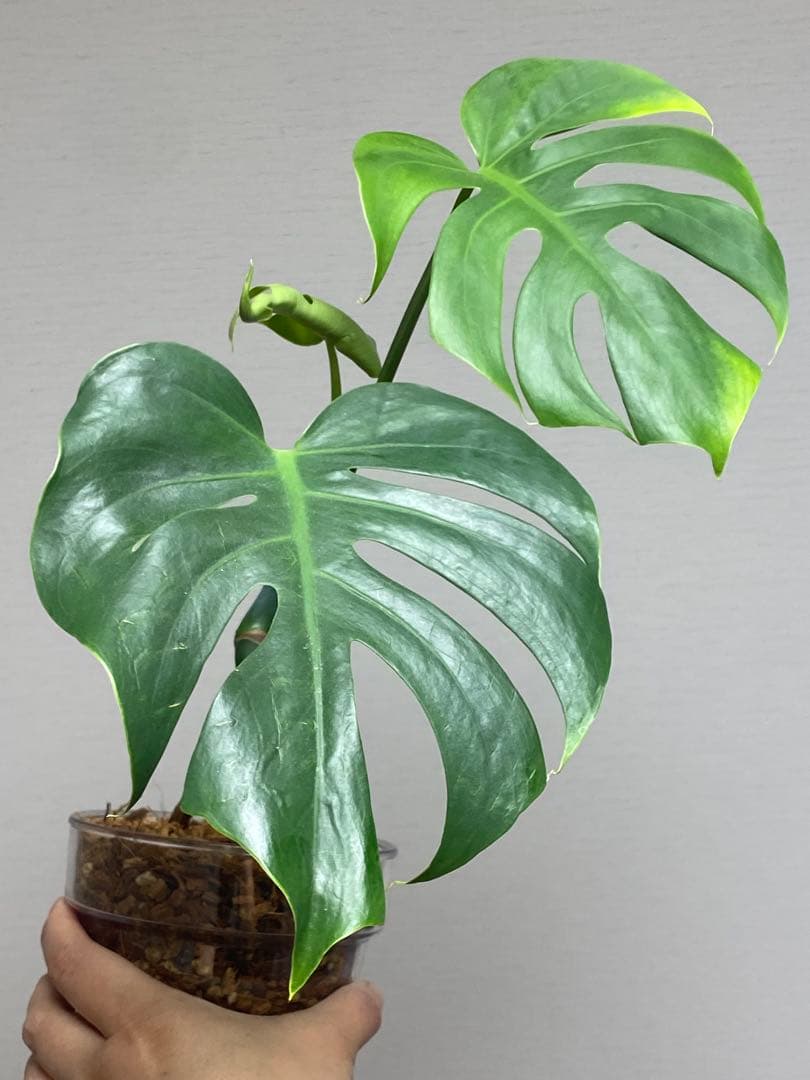 i*.様 【小葉なデリシオーサ‼️】モンステラ　デリシオーサ　ヴィクトリー　希少