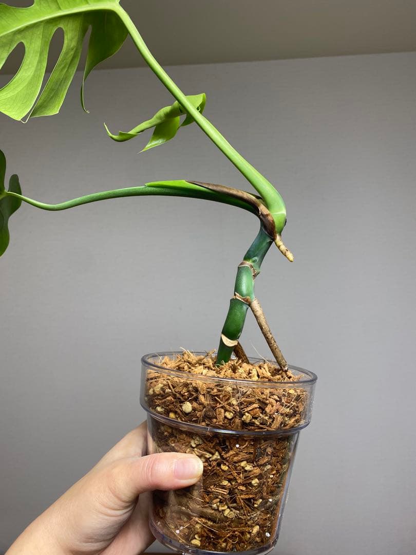 i*.様 【小葉なデリシオーサ‼️】モンステラ　デリシオーサ　ヴィクトリー　希少