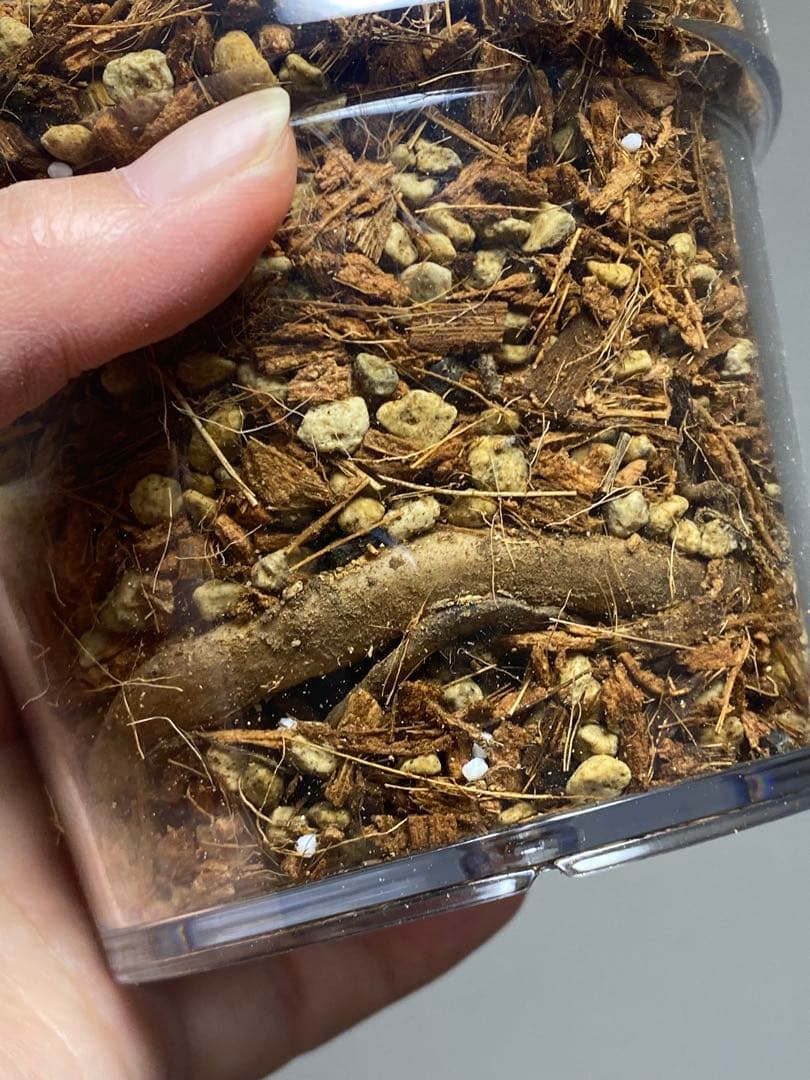 i*.様 【小葉なデリシオーサ‼️】モンステラ　デリシオーサ　ヴィクトリー　希少