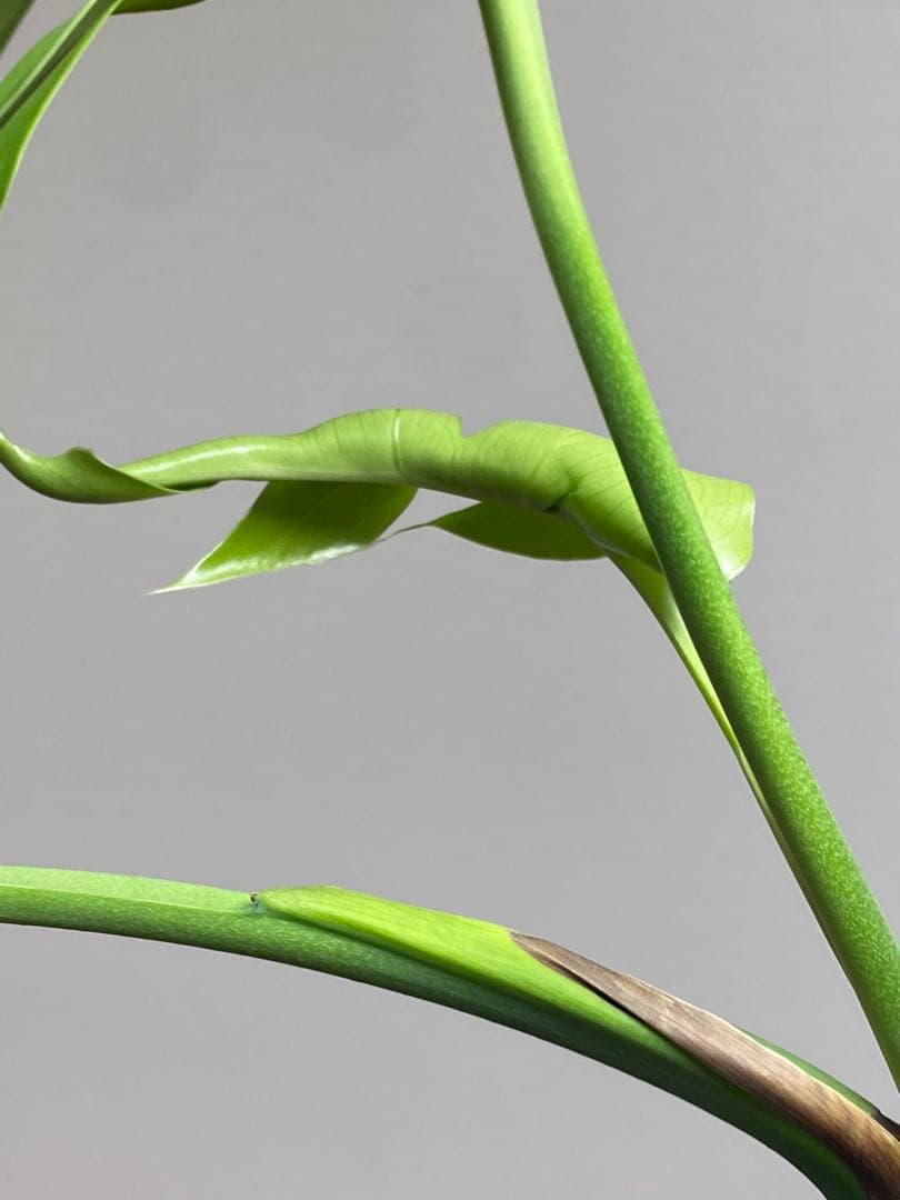 i*.様 【小葉なデリシオーサ‼️】モンステラ　デリシオーサ　ヴィクトリー　希少