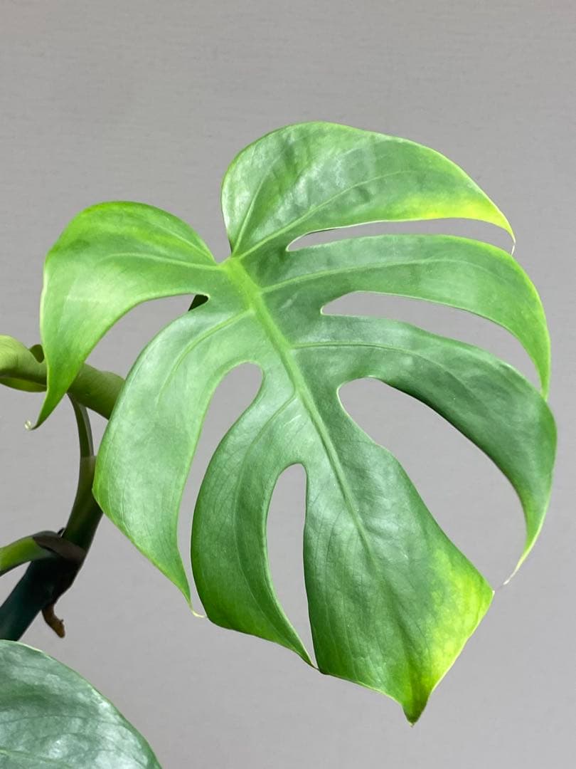 i*.様 【小葉なデリシオーサ‼️】モンステラ　デリシオーサ　ヴィクトリー　希少