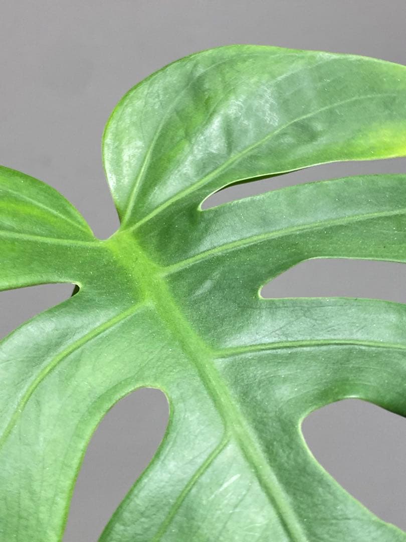 i*.様 【小葉なデリシオーサ‼️】モンステラ　デリシオーサ　ヴィクトリー　希少