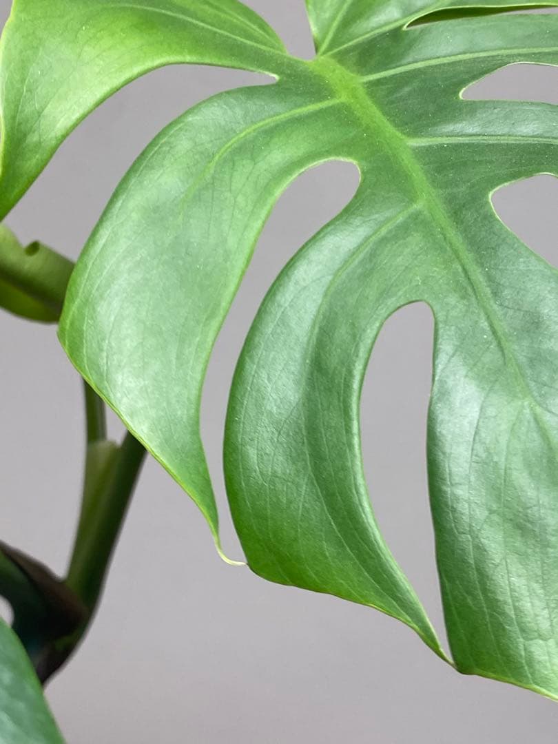 i*.様 【小葉なデリシオーサ‼️】モンステラ　デリシオーサ　ヴィクトリー　希少