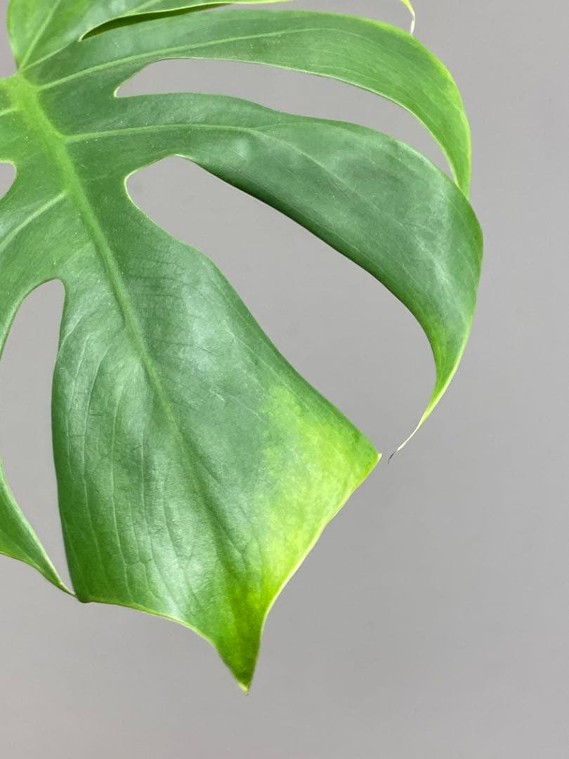 i*.様 【小葉なデリシオーサ‼️】モンステラ　デリシオーサ　ヴィクトリー　希少