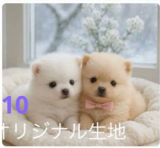 専用　ご確認用　りんりん様パネル　ポメラニアン柄2種類　ハンカチ　ハンドメイド