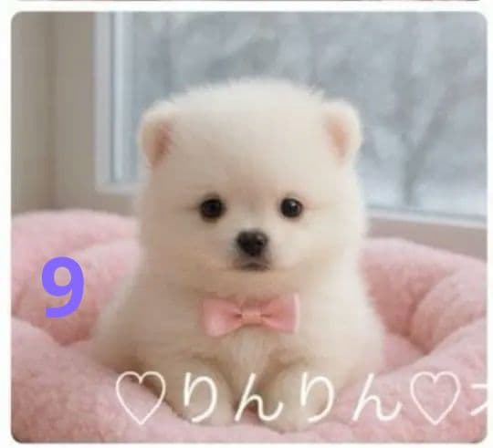 専用　ご確認用　りんりん様パネル　ポメラニアン柄2種類　ハンカチ　ハンドメイド