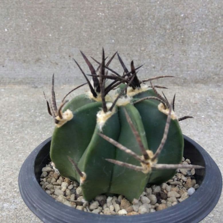 ☆サボテン　太鳳玉(水牛)　アストロフィツム　実生