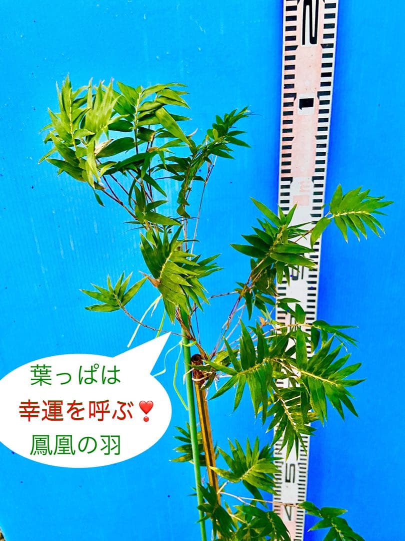 金明鳳凰竹苗　希少　鑑賞　タケノコ