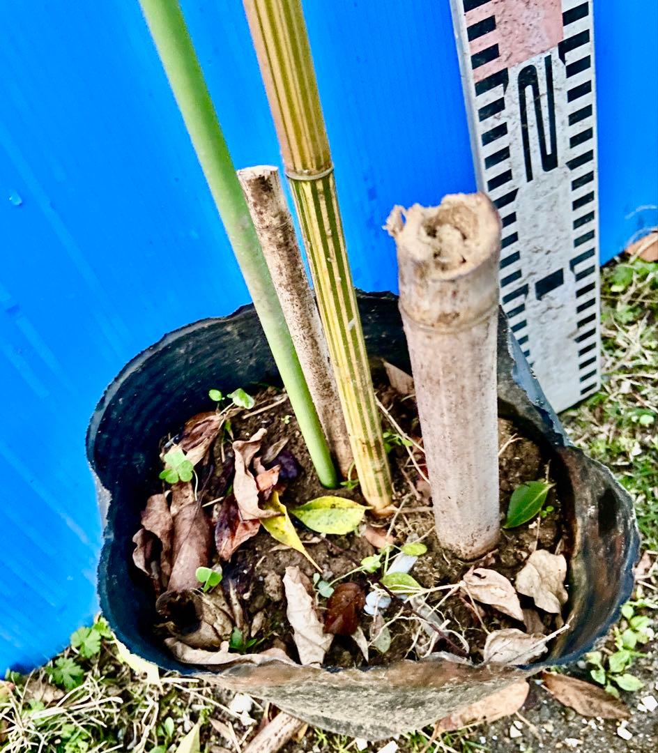 金明鳳凰竹苗　希少　鑑賞　タケノコ