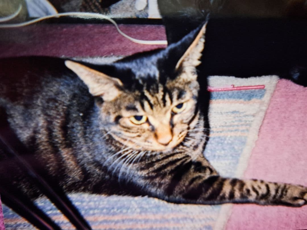 【オーダーメイド】【お値段以上】羊毛フェルト　うちの猫