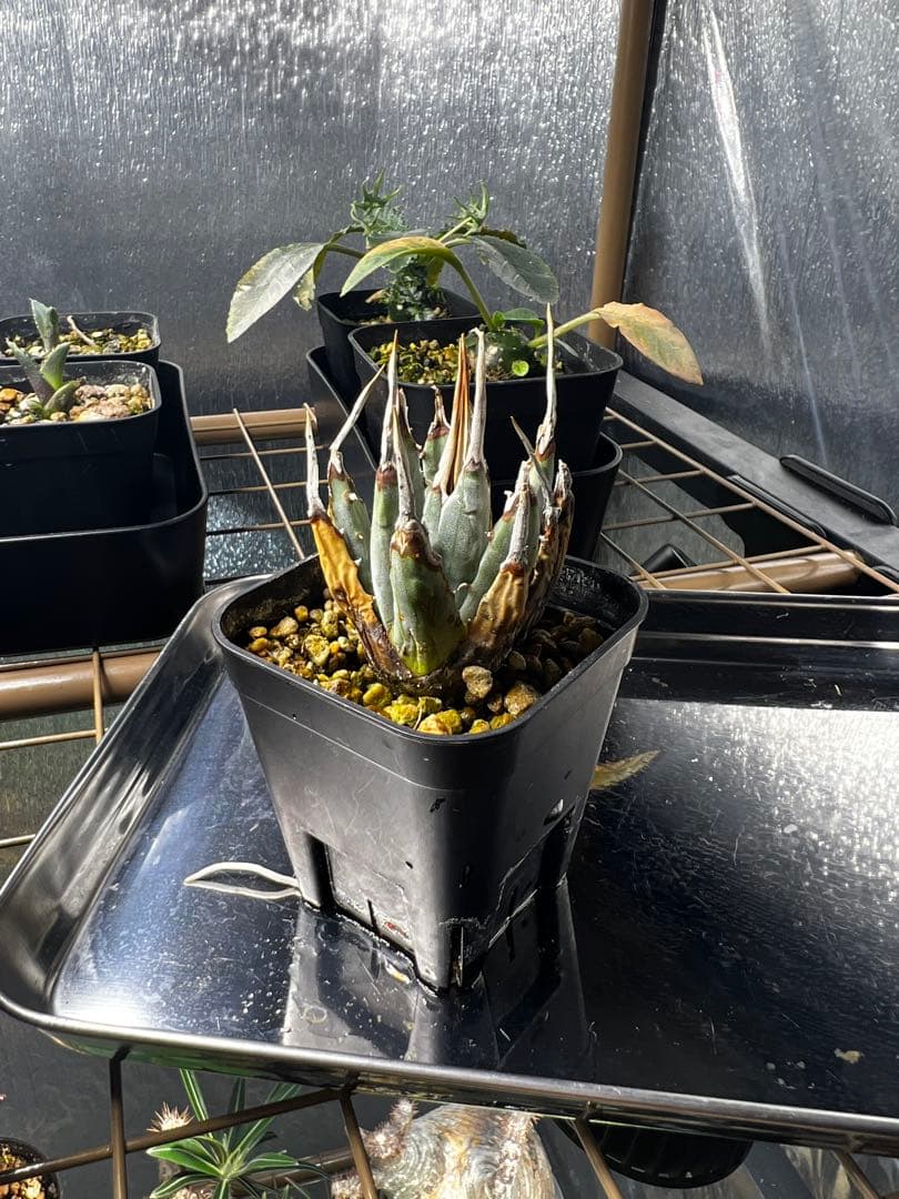 【現地球・発根済み】ユタエンシス エボリスピナ