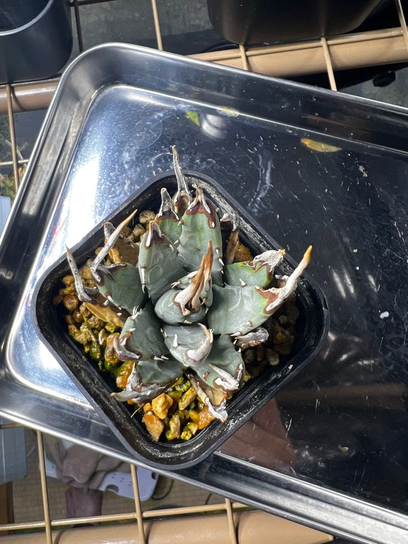 【現地球・発根済み】ユタエンシス エボリスピナ