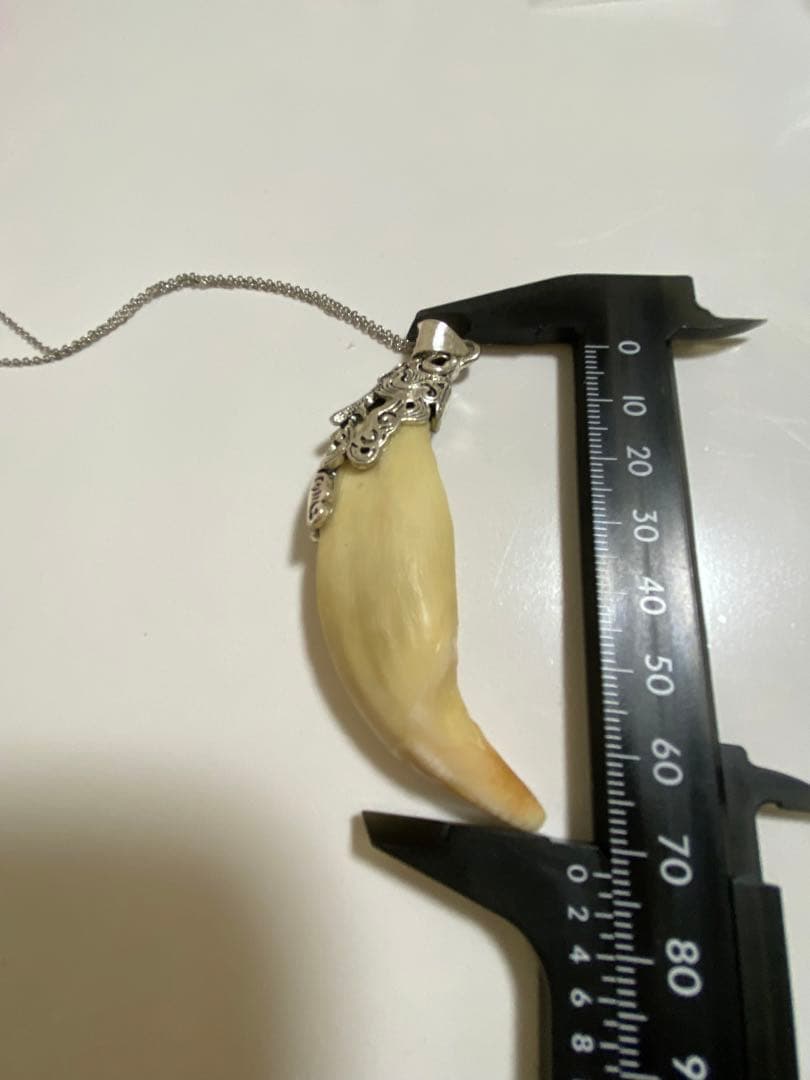 熊牙　熊歯　熊の牙　ツキノワグマ牙　ネックレス　キーホルダー　新作新品　送料無料
