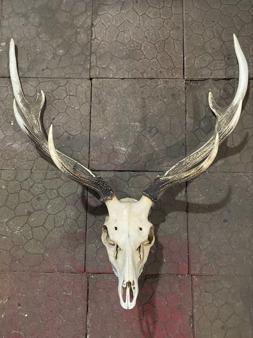 ム*☆様 蝦夷鹿hunting trophy（deer skull）
