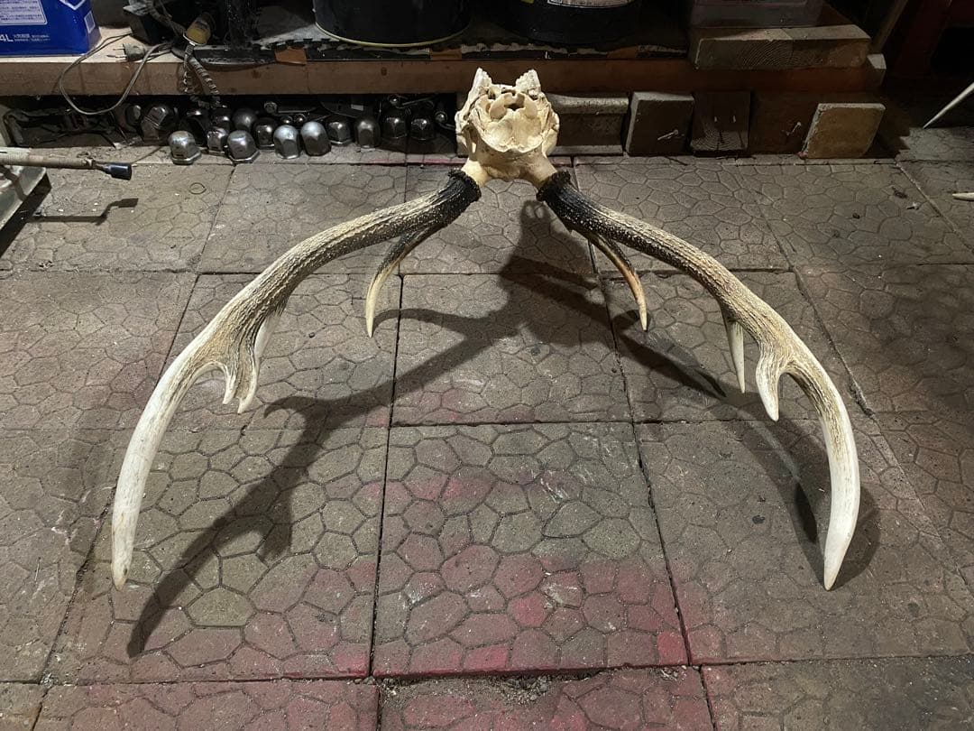 ム*☆様 蝦夷鹿hunting trophy（deer skull）
