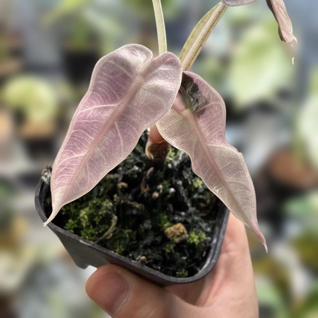 m*a様 格安 アロカシア バンビーノ ピンク 選抜株