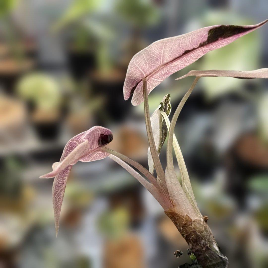 m*a様 格安 アロカシア バンビーノ ピンク 選抜株