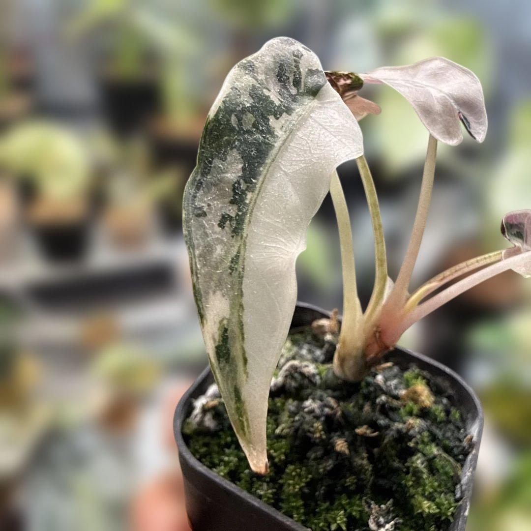 m*a様 格安 アロカシア バンビーノ ピンク 選抜株