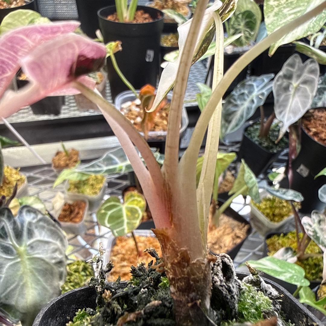 m*a様 格安 アロカシア バンビーノ ピンク 選抜株