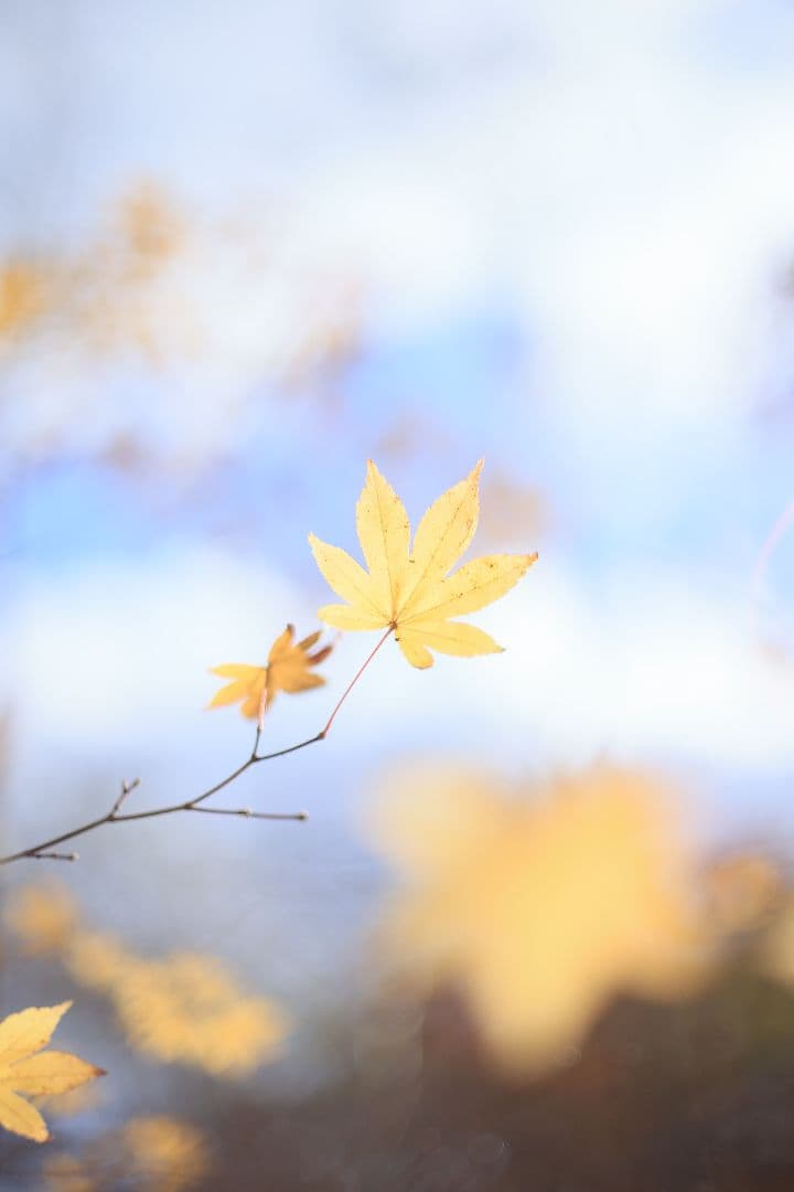 Super-Takumar 50mm F1.4 前期型 〈8枚玉〉【光学美品】