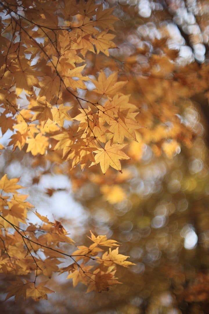 Super-Takumar 50mm F1.4 前期型 〈8枚玉〉【光学美品】