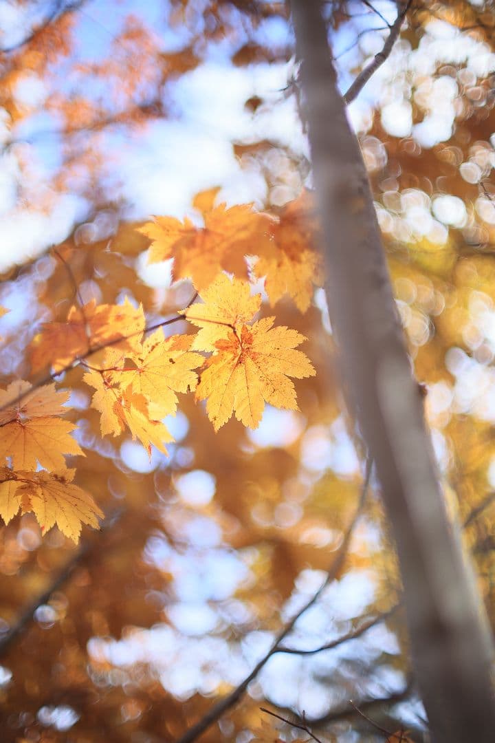 Super-Takumar 50mm F1.4 前期型 〈8枚玉〉【光学美品】