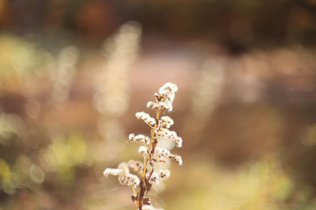 Super-Takumar 50mm F1.4 前期型 〈8枚玉〉【光学美品】