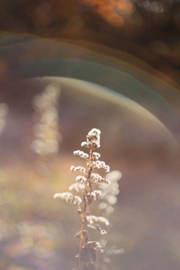 Super-Takumar 50mm F1.4 前期型 〈8枚玉〉【光学美品】