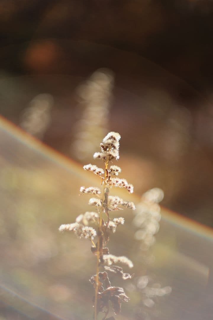 Super-Takumar 50mm F1.4 前期型 〈8枚玉〉【光学美品】