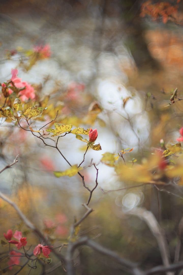 Super-Takumar 50mm F1.4 前期型 〈8枚玉〉【光学美品】