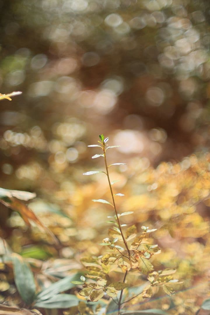 Super-Takumar 50mm F1.4 前期型 〈8枚玉〉【光学美品】