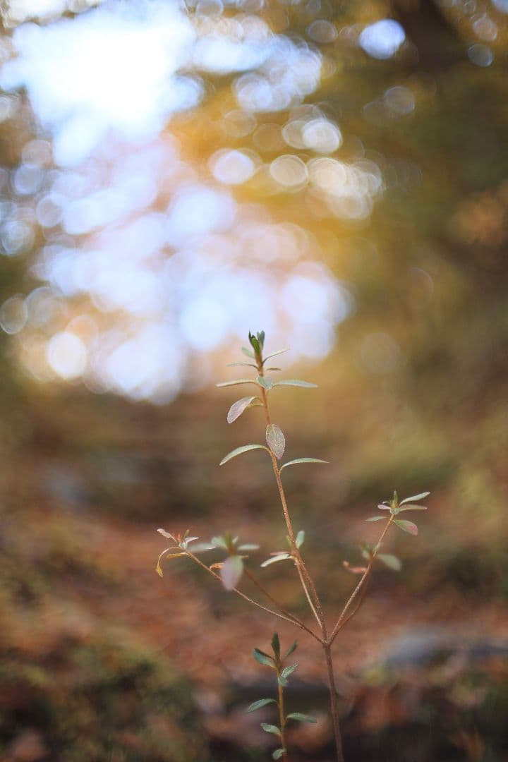 Super-Takumar 50mm F1.4 前期型 〈8枚玉〉【光学美品】